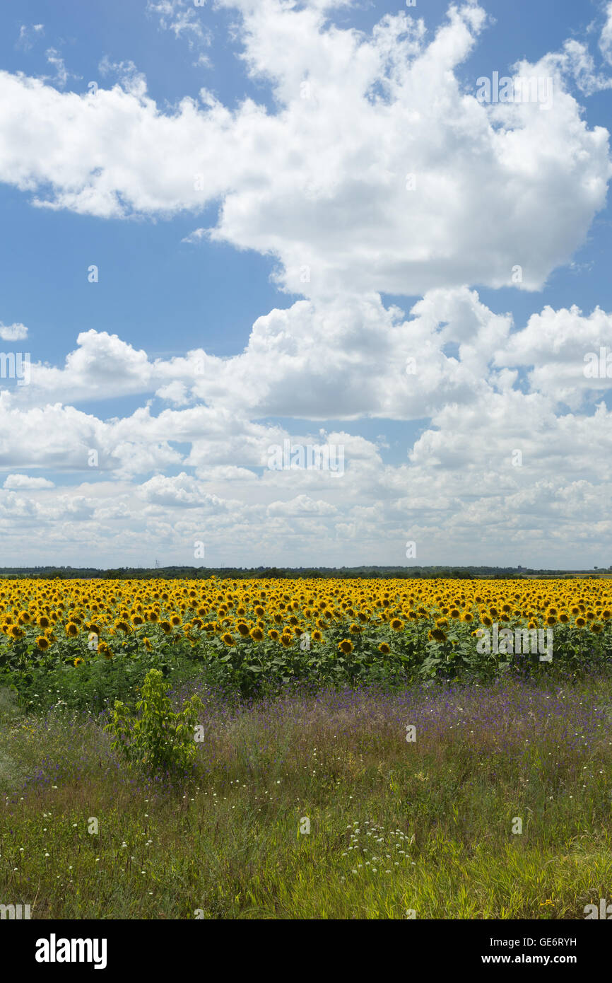 Field of sunflowers under blue sky with huge white clouds Stock Photo ...