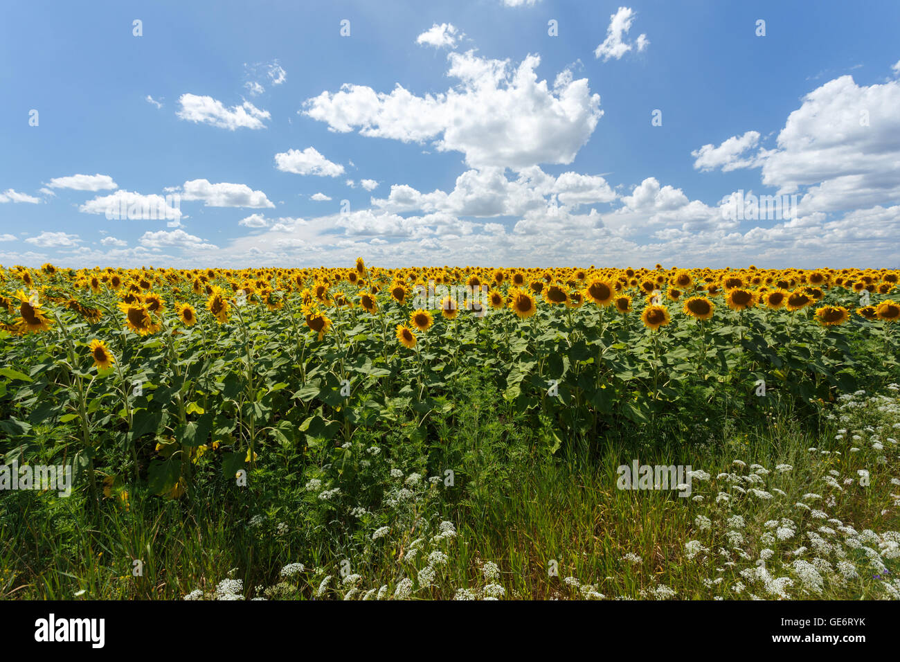 Field of sunflowers under blue sky with huge white clouds Stock Photo ...