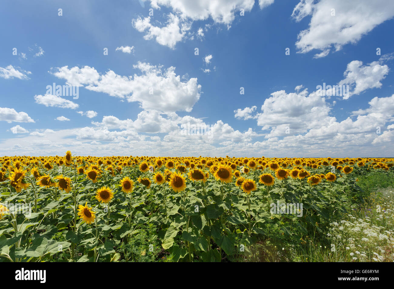 Field of sunflowers under blue sky with huge white clouds Stock Photo ...