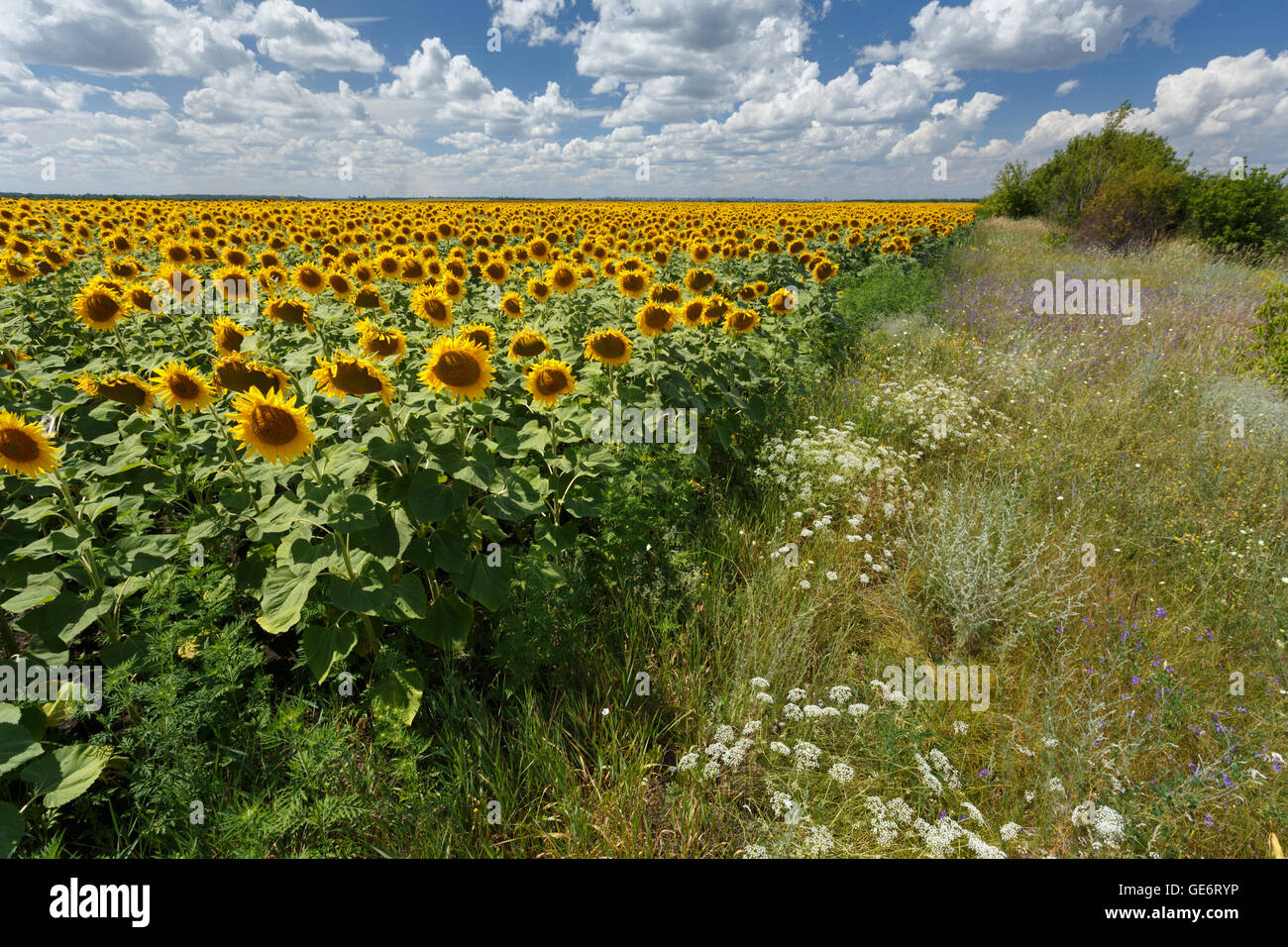 Field of sunflowers under blue sky with huge white clouds Stock Photo ...