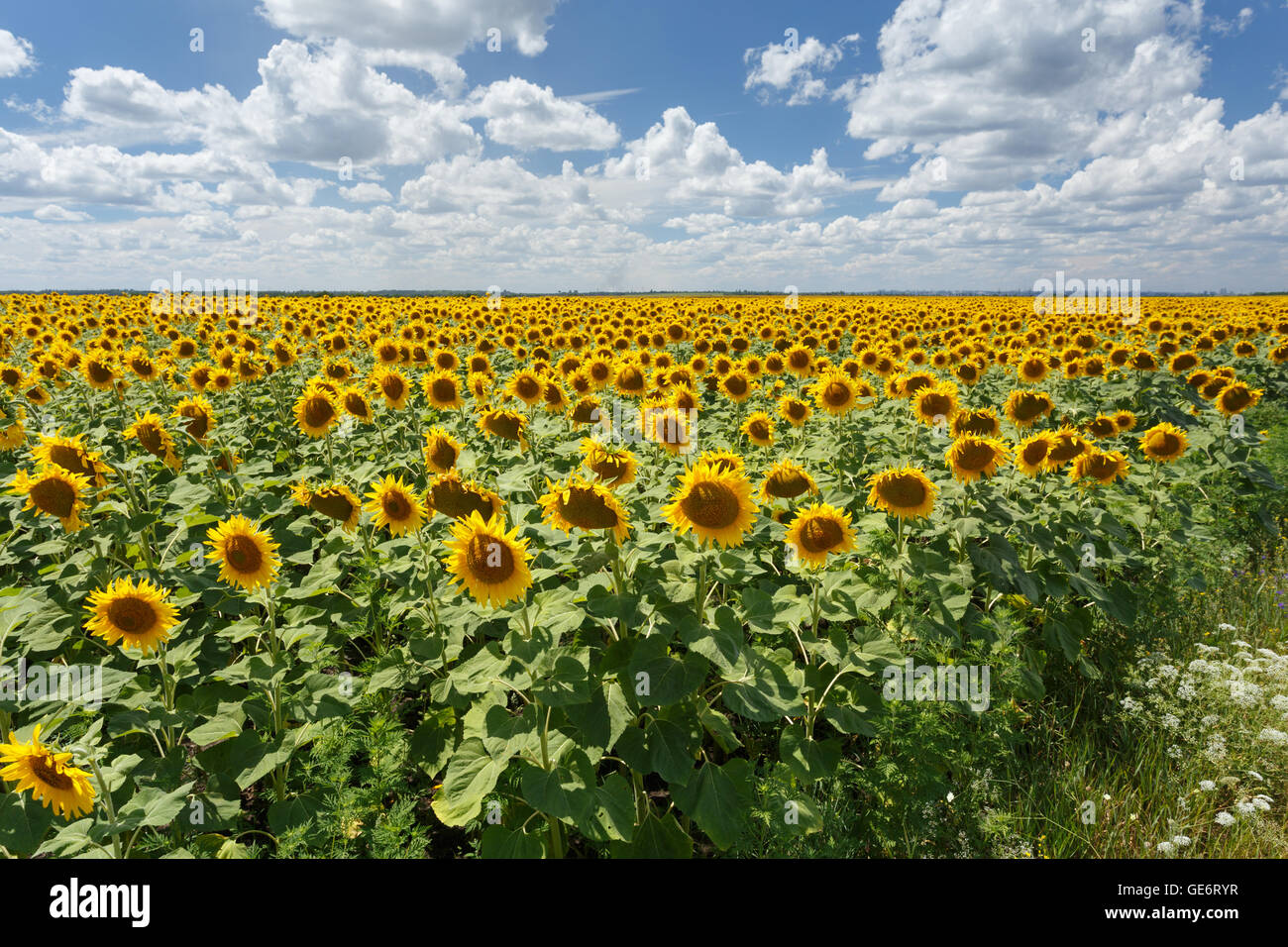 Field of sunflowers under blue sky with huge white clouds Stock Photo ...