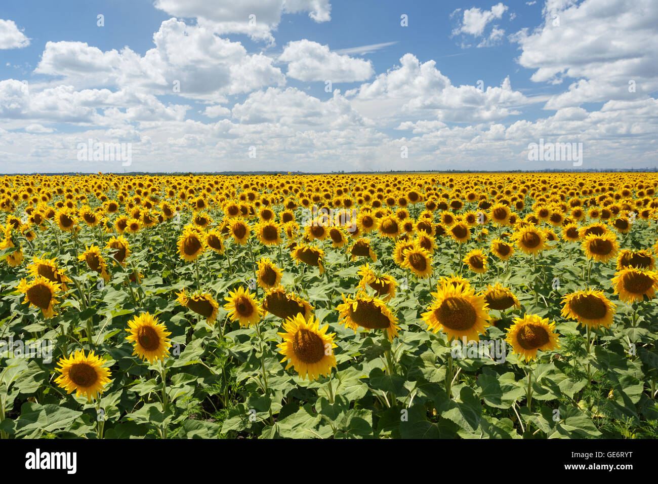 Field of sunflowers under blue sky and white clouds Stock Photo - Alamy