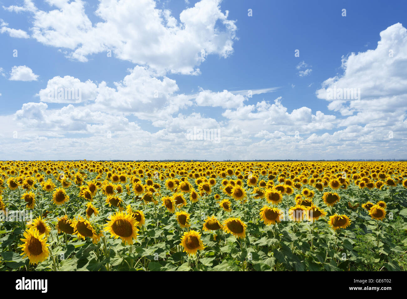 Field of sunflowers under blue sky and white clouds Stock Photo - Alamy