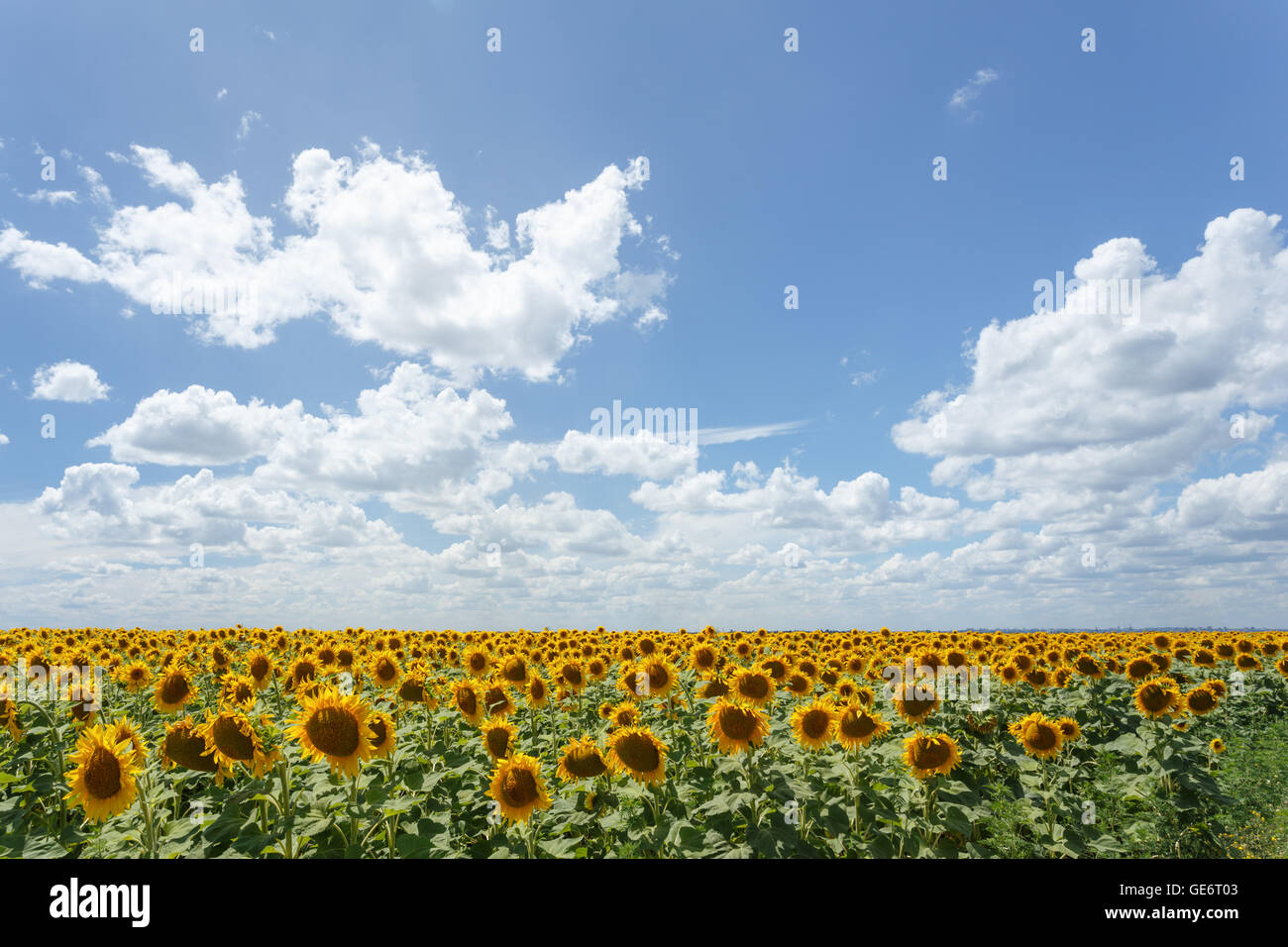 Field of sunflowers under blue sky and white clouds Stock Photo - Alamy