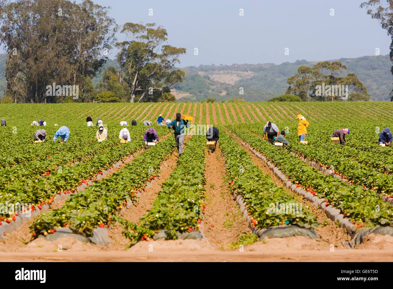 Strawberry farm picking men hires stock photography and images Alamy