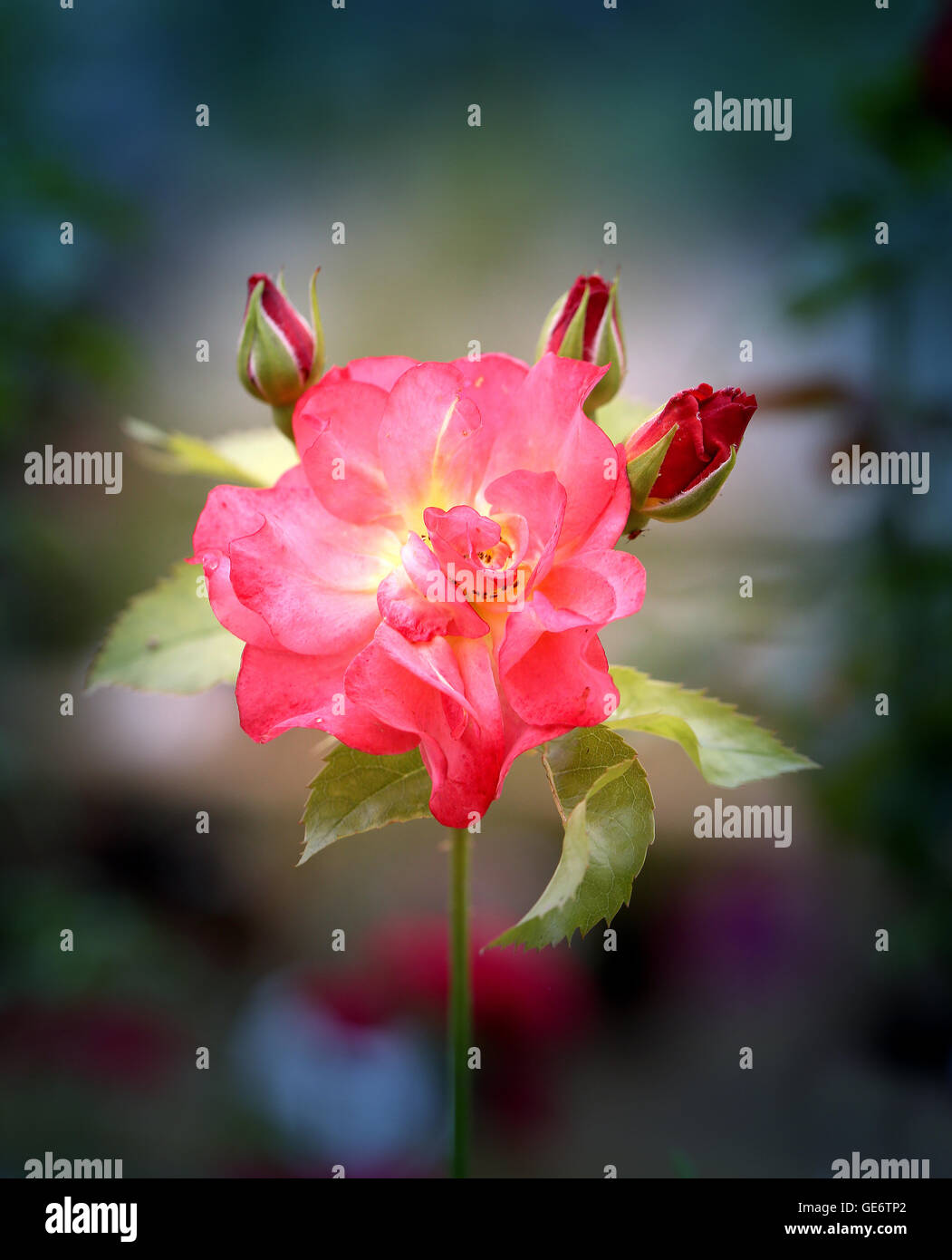 Beautiful photo with pink rose in the garden Stock Photo - Alamy