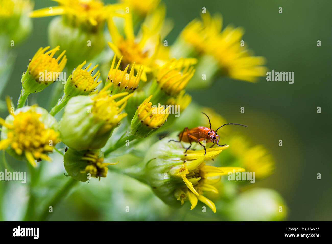 Pictured at Lunt Meadows Nature Reserve (near Liverpool) on an overcast day in the summer. Stock Photo