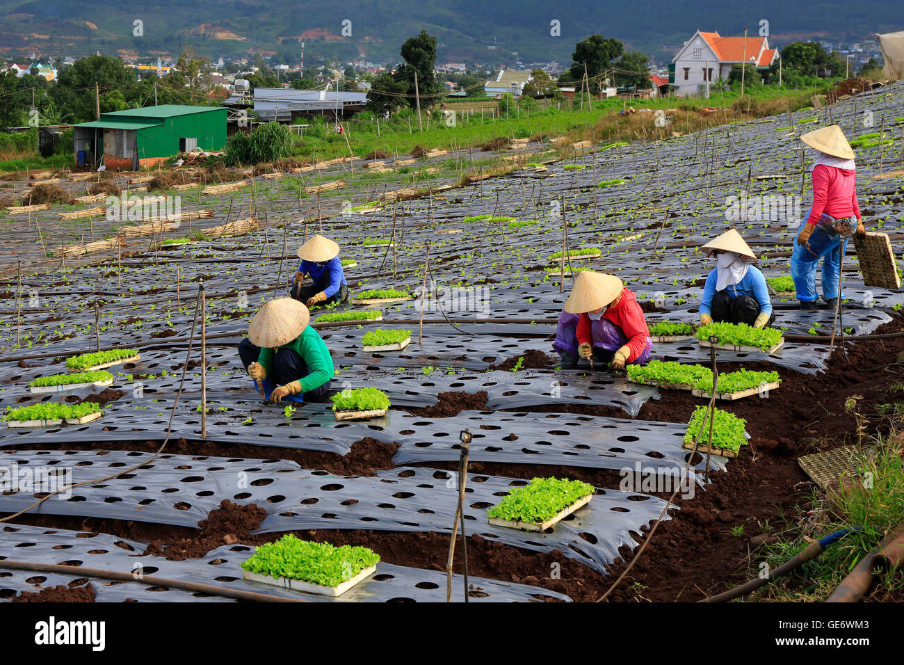 Farmer cultivating lettuce on filed Stock Photo