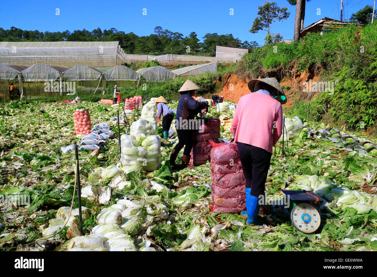 Farmer harvesting napa cabbage on filed Stock Photo