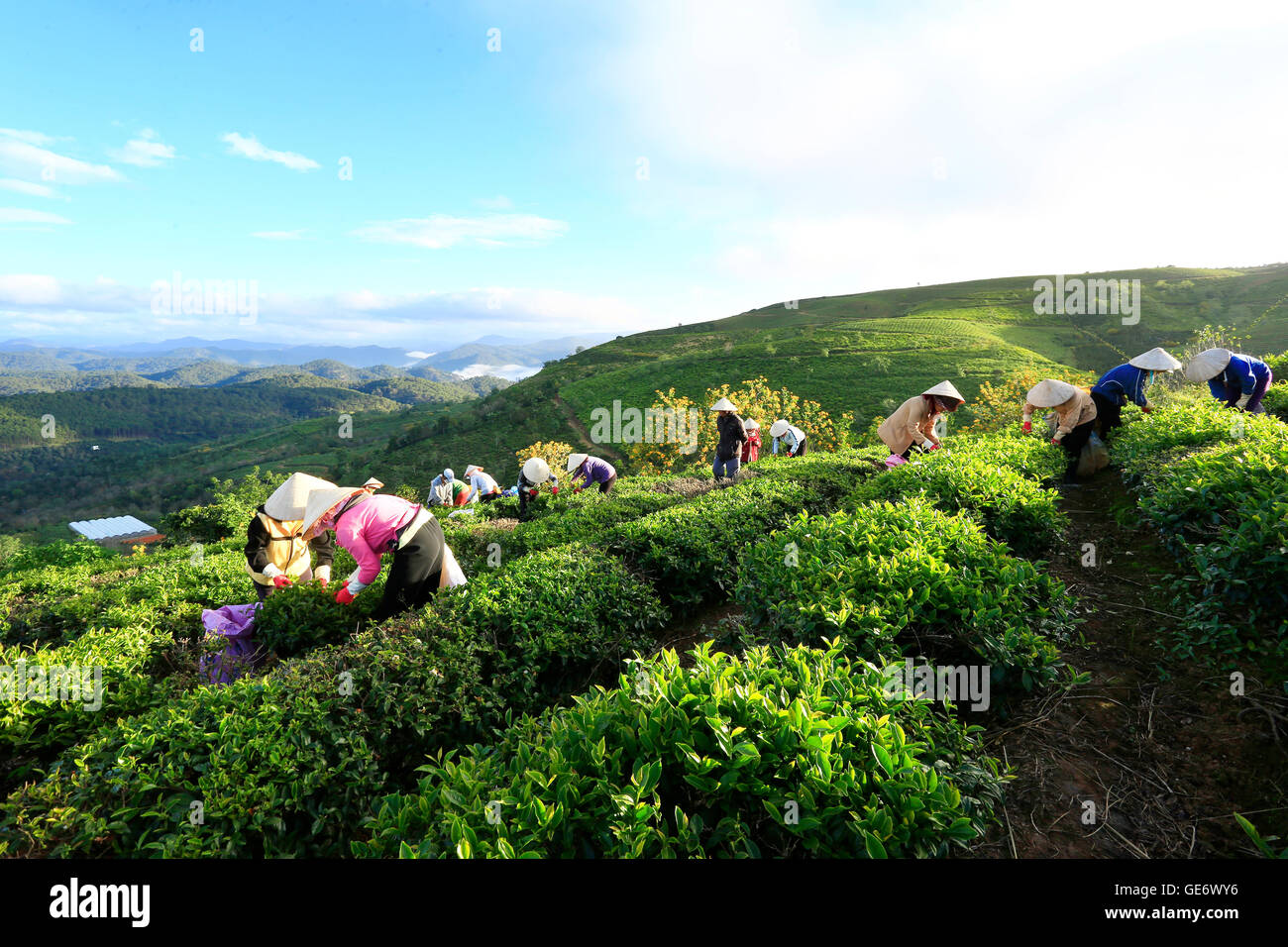 Click Dat Tea A group of farmers picking tea on a summer afternoon in Cau Dat tea ...