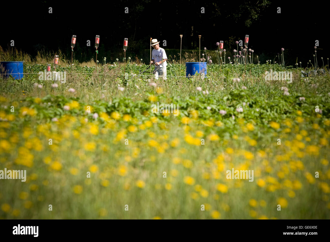 A gardener mows the grass around his plot in the Loire Valley near