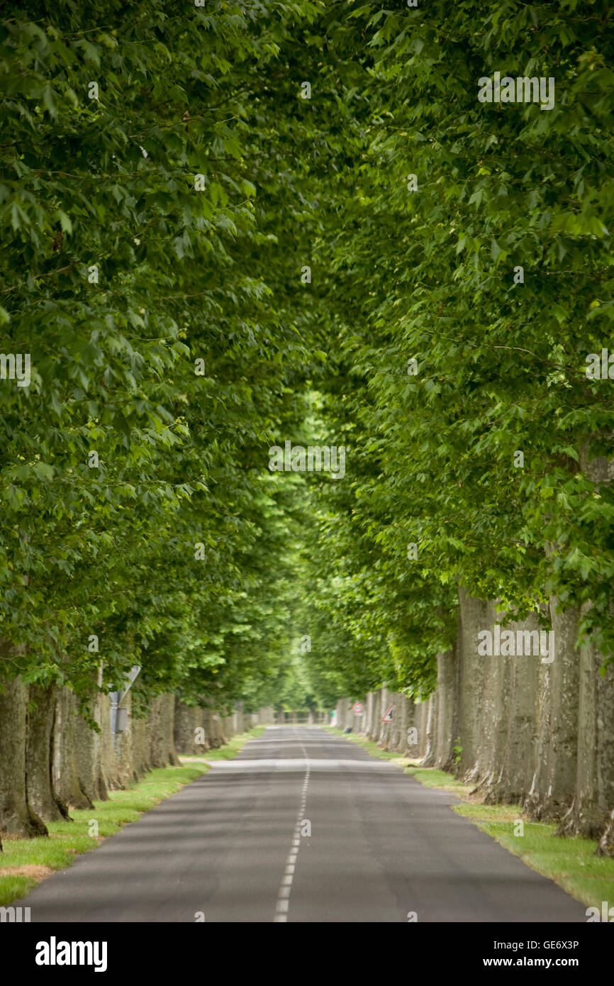 View of a road lined with trees near Amboise, France, 26 June 2008 ...