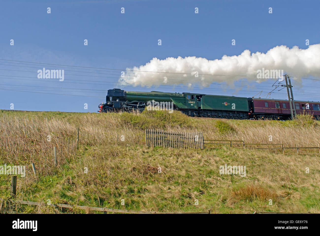 The Flying Scotsman engine and heritage train travelling through Northumberland, England, UK Stock Photo