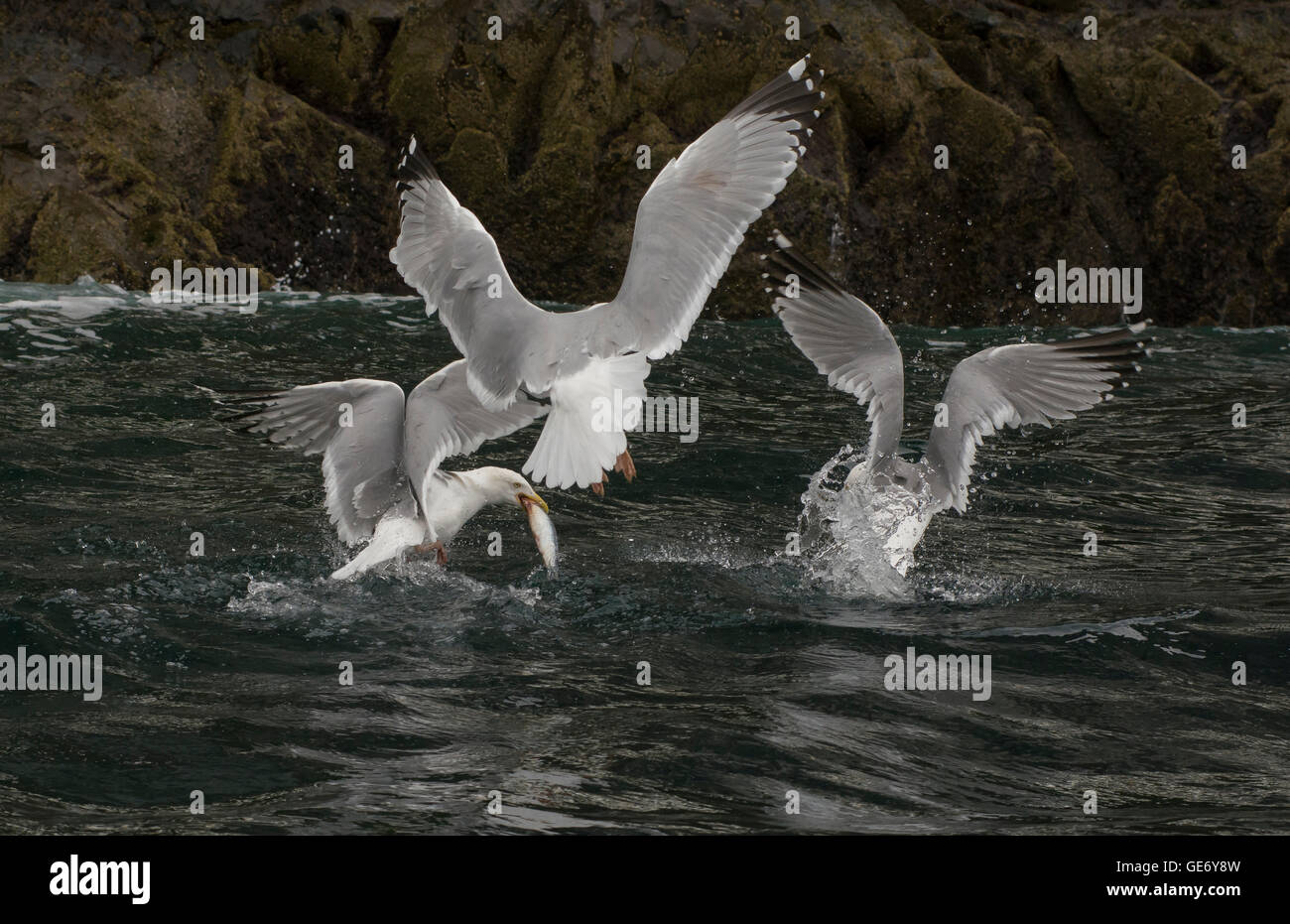 Three herring gulls catching and fighting over a fish off the Scottish