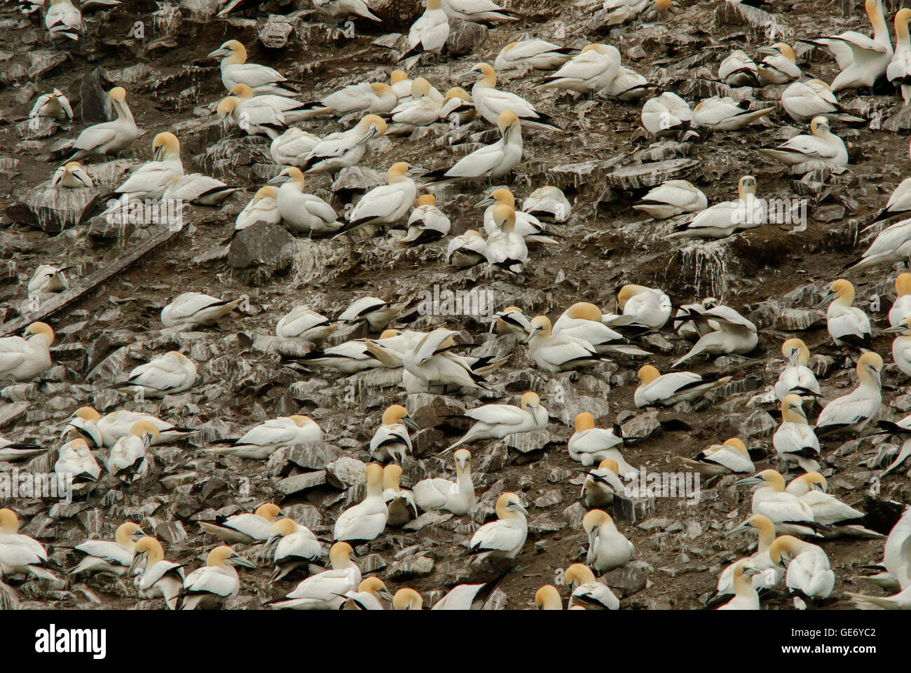 Gannets on Bass Rock, Scotland, the largest colony in the world, during the breeding season Stock Photo