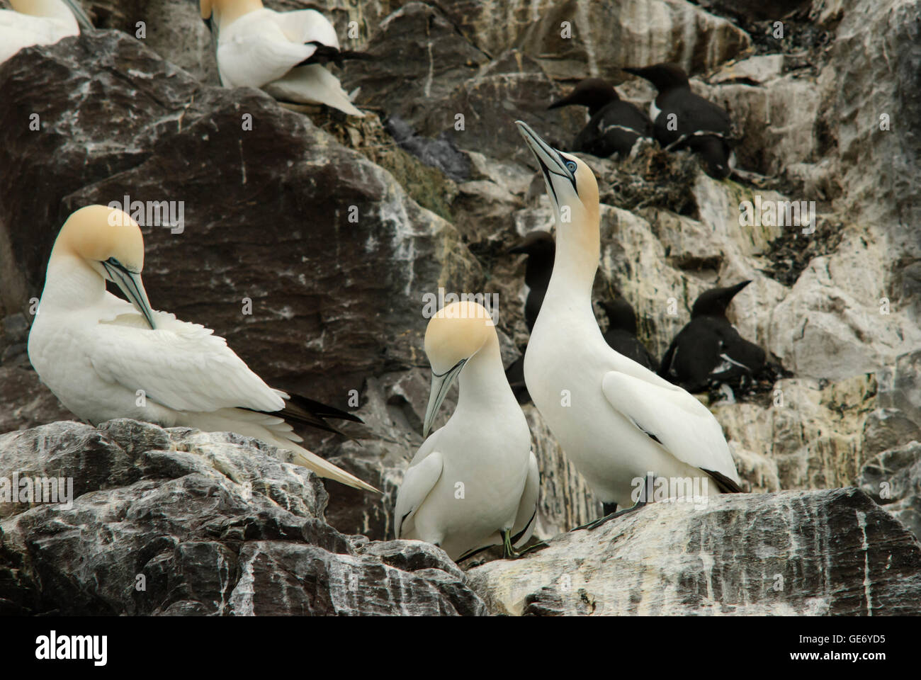 Gannets on Bass Rock, Scotland, the largest colony in the world, during the breeding season Stock Photo