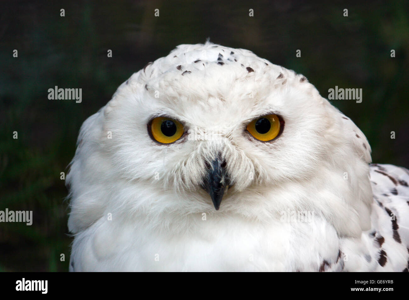 Head of snowy owl, bubo scandiacus, bird Stock Photo - Alamy