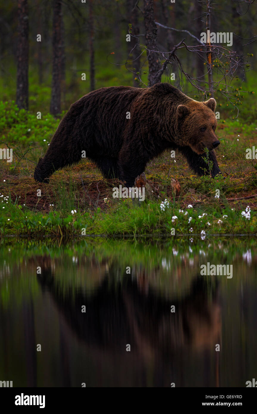 A brown bear walking by a lake in Finland. Stock Photo