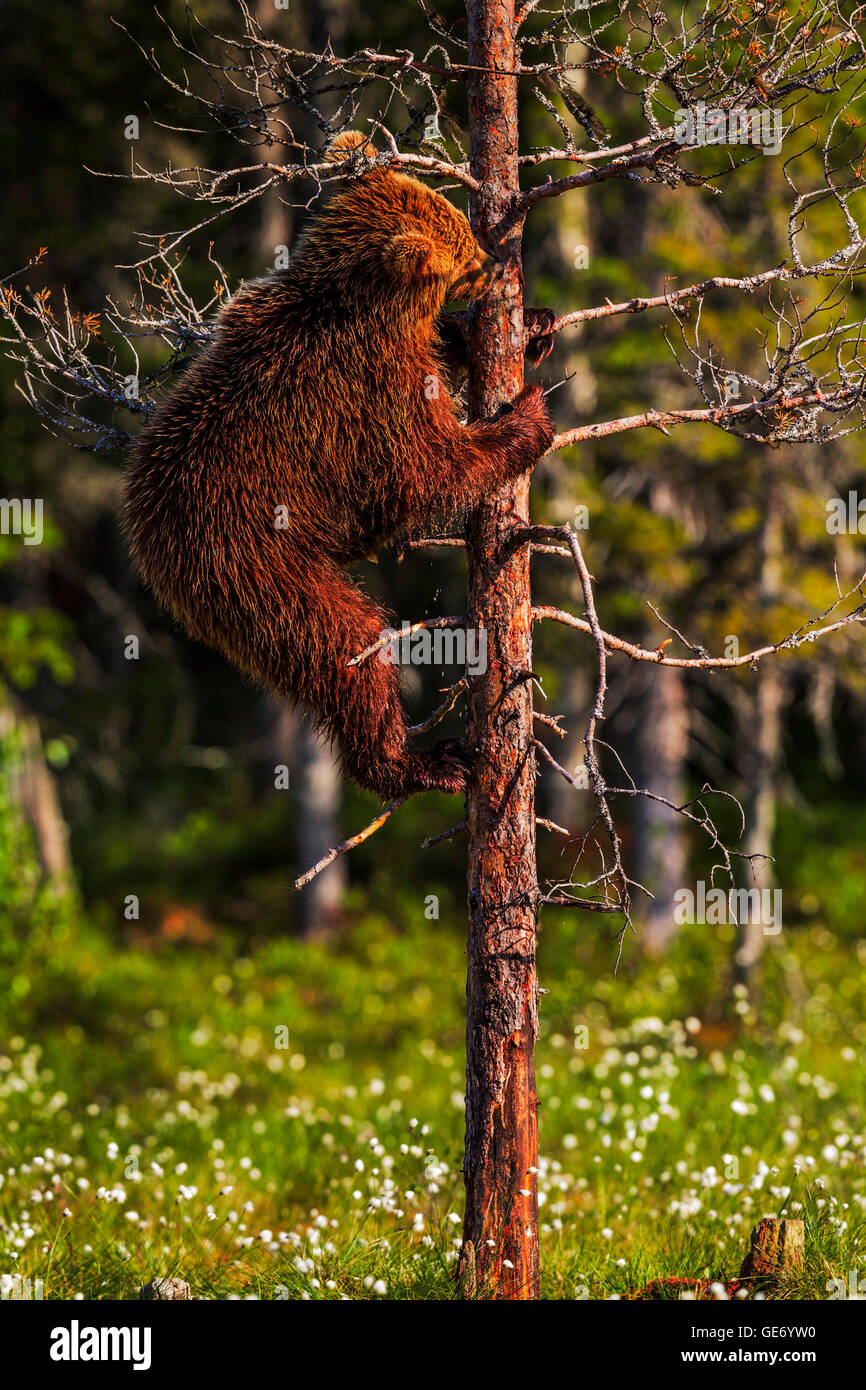 A brown bear cub licking the sap off a tree, Finland. Stock Photo