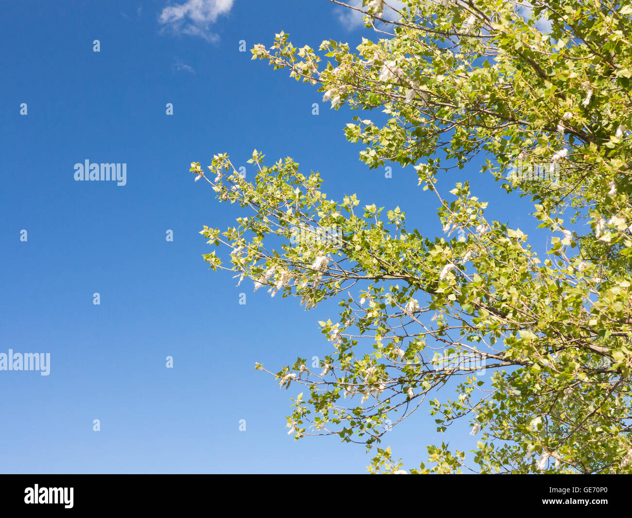 Pollen on trees during springtime, Italy Stock Photo