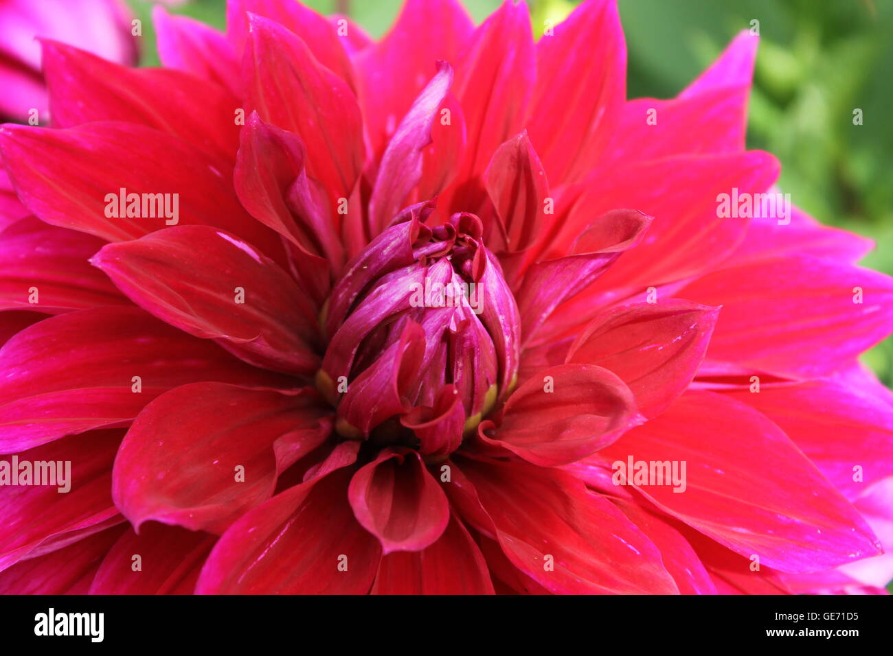 Dahlia, perennial plant, asteraceae plant, Burrows Gardens, gardening, flowers, summer, bulbs Stock Photo