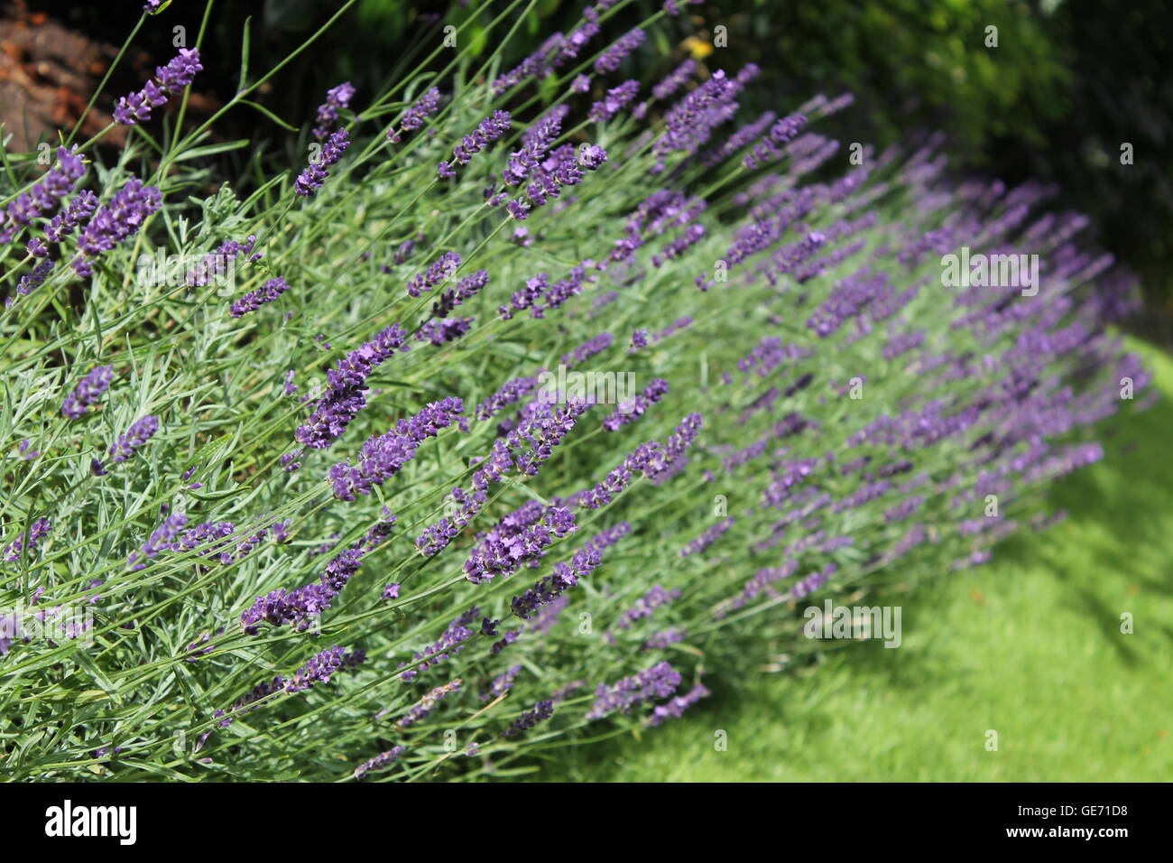 English lavender plant, lavandula angustifolia, hardy, purple flower