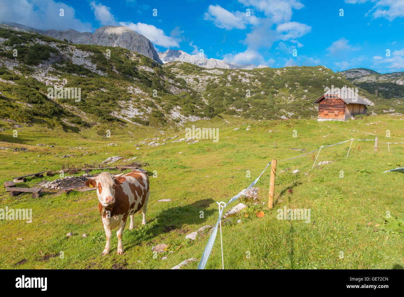 Cow in Alps Stock Photo - Alamy