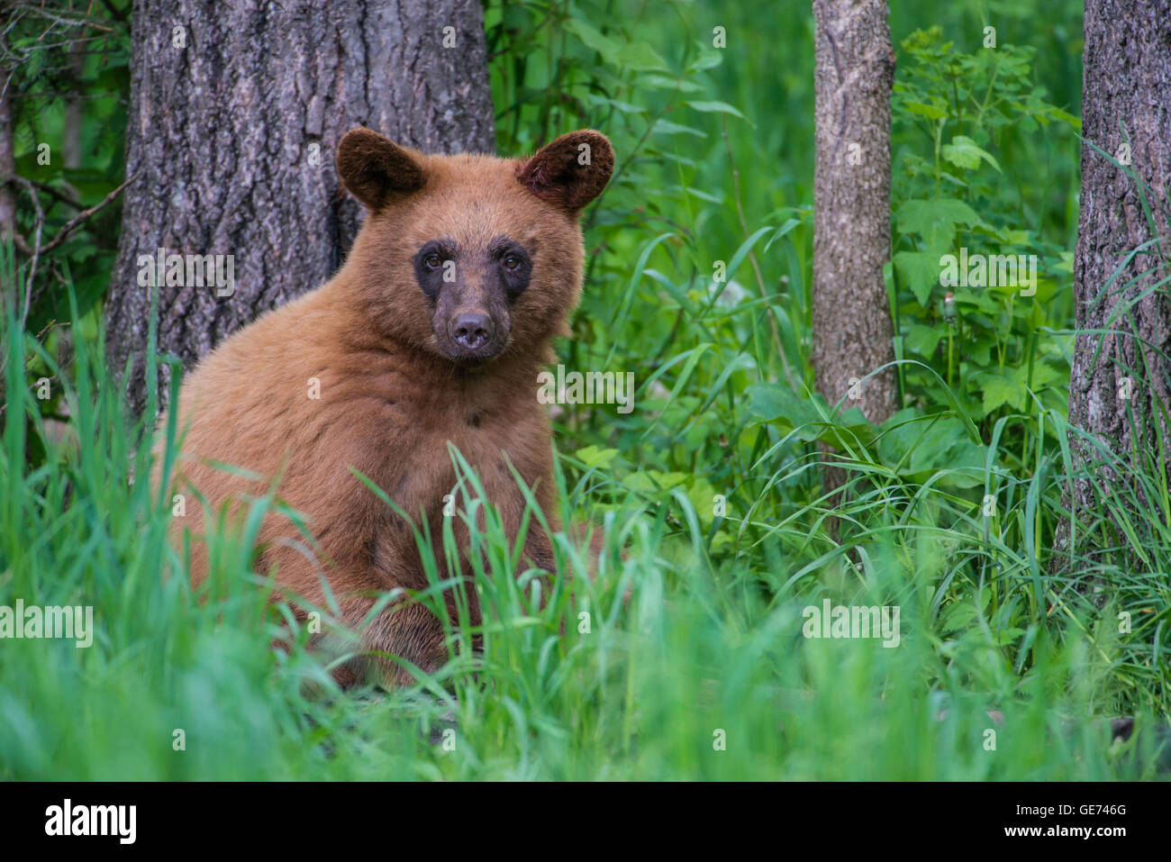 Black bear yearling, cinnamon phase, at edge of woods, Urus americanus North America Stock Photo