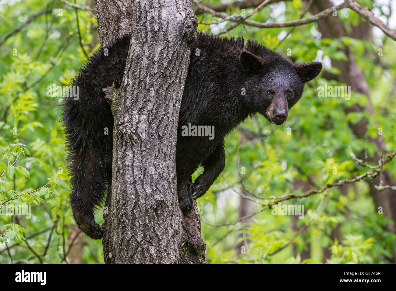 Black bear yearling Urus americanus, resting in crotch of tree, North America Stock Photo