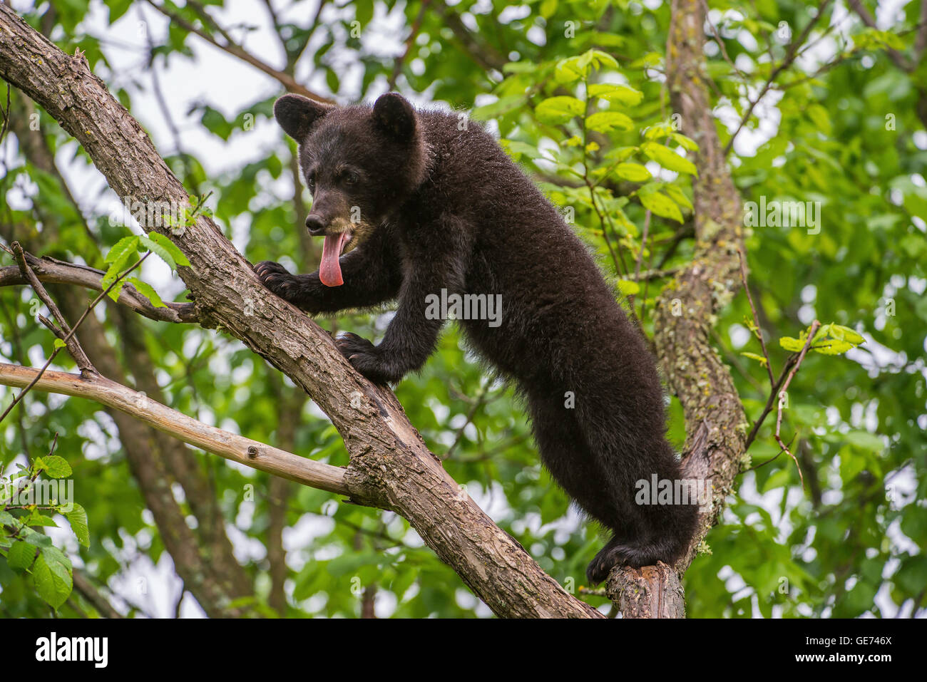 Black bear cub Urus americanus climbing tree North America, with tongue