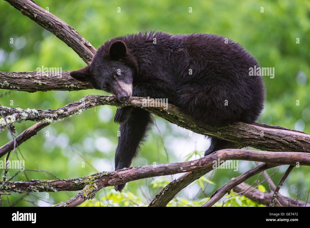 Black bear yearling Urus americanus, resting on branches, in tree, North America Stock Photo