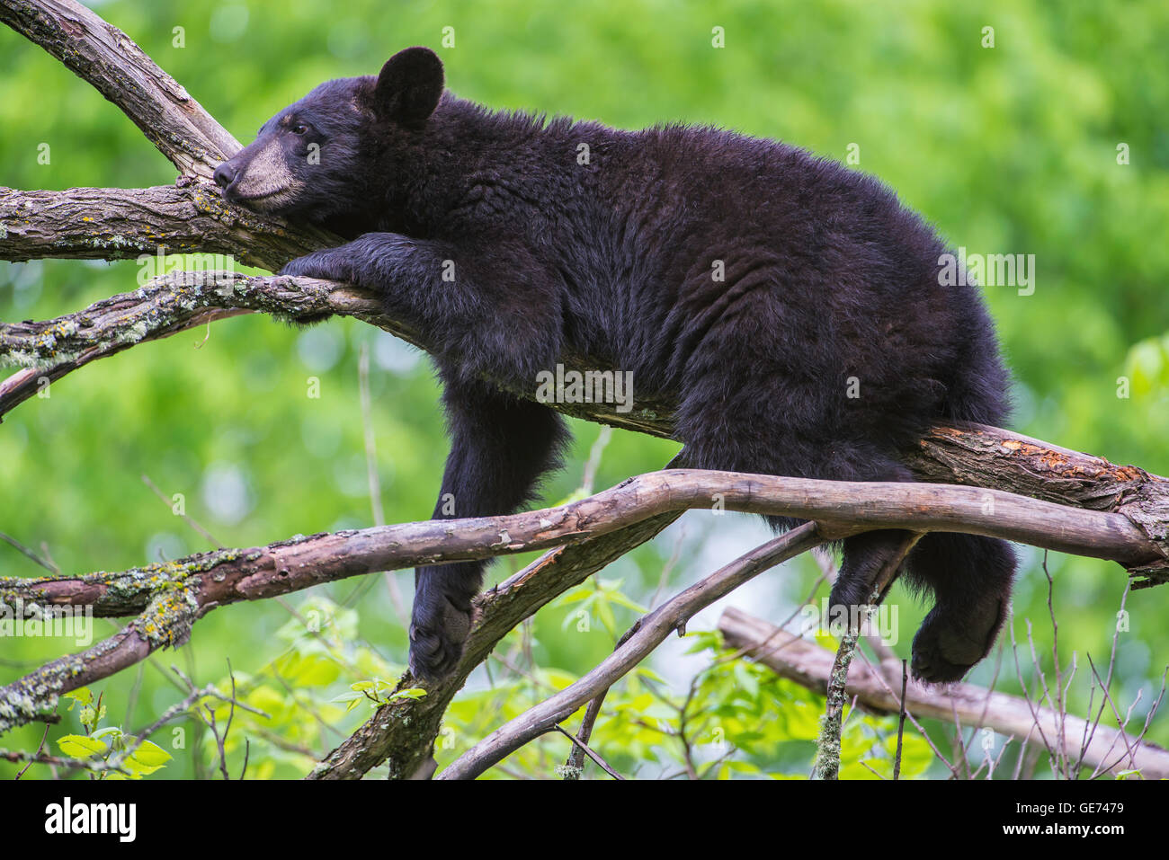 Black bear yearling Urus americanus, resting on branches, in tree, North America Stock Photo