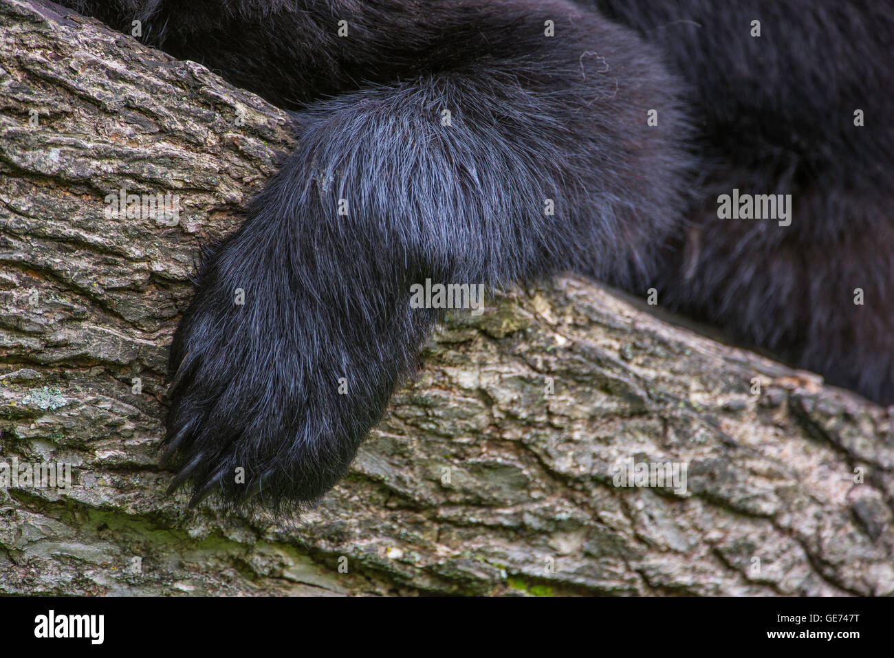 Black bear adult, close view of paw and claws, Urus americanus North America Stock Photo
