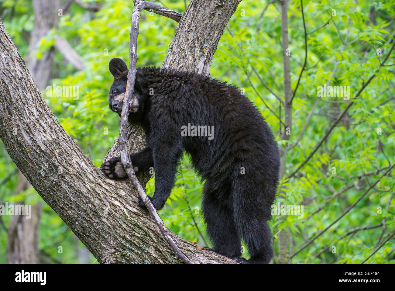 Black bear yearling Urus americanus, gnawing on branch in tree, North America Stock Photo