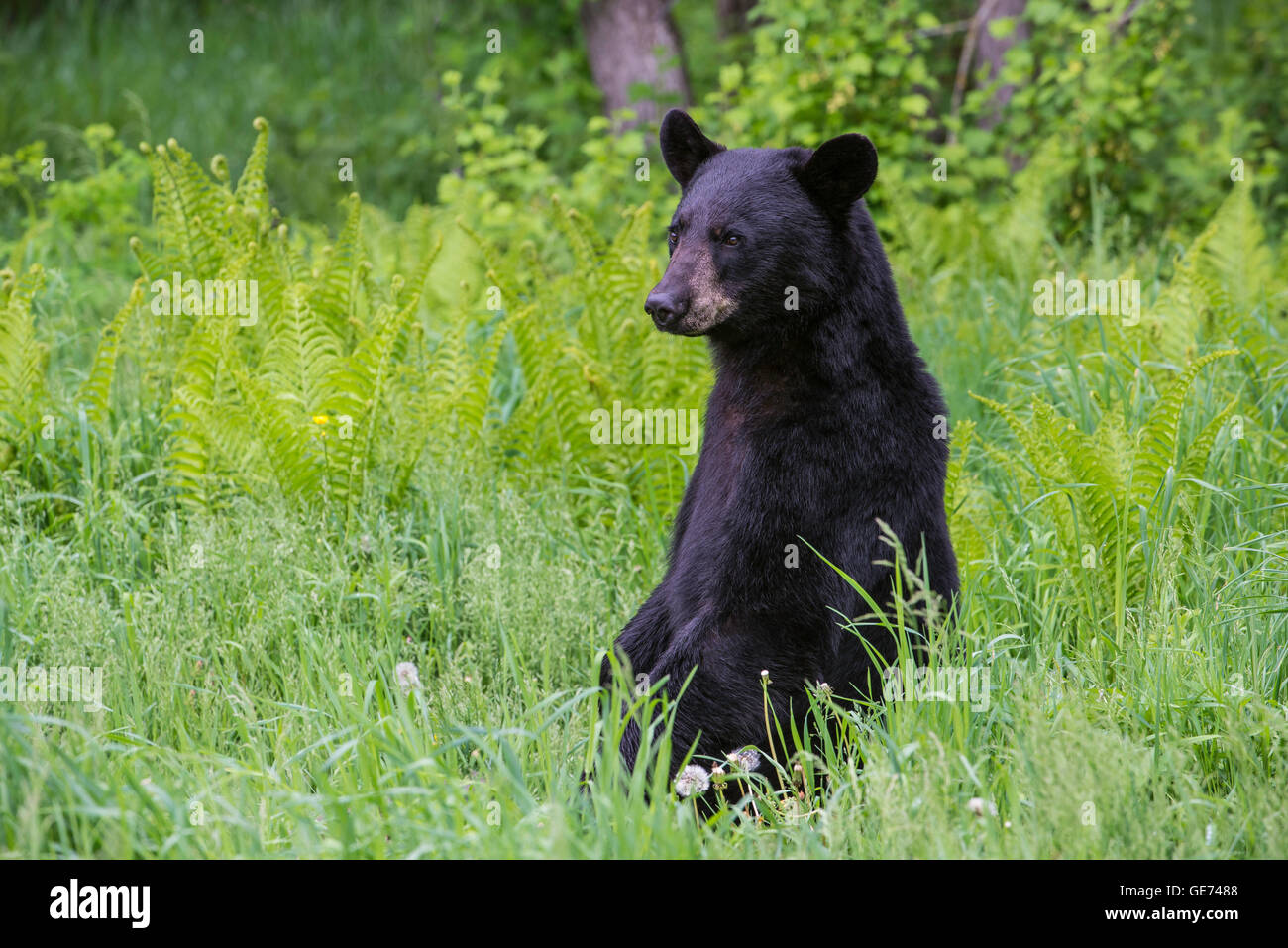 Black bear yearling Urus americanus, at edge of forest, North America Stock Photo