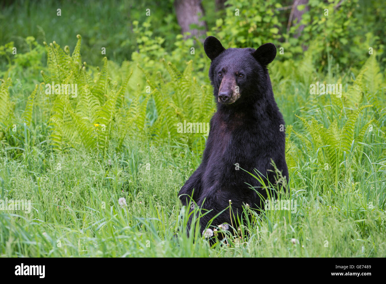 Black bear yearling Urus americanus, in meadow with ferns, North America Stock Photo