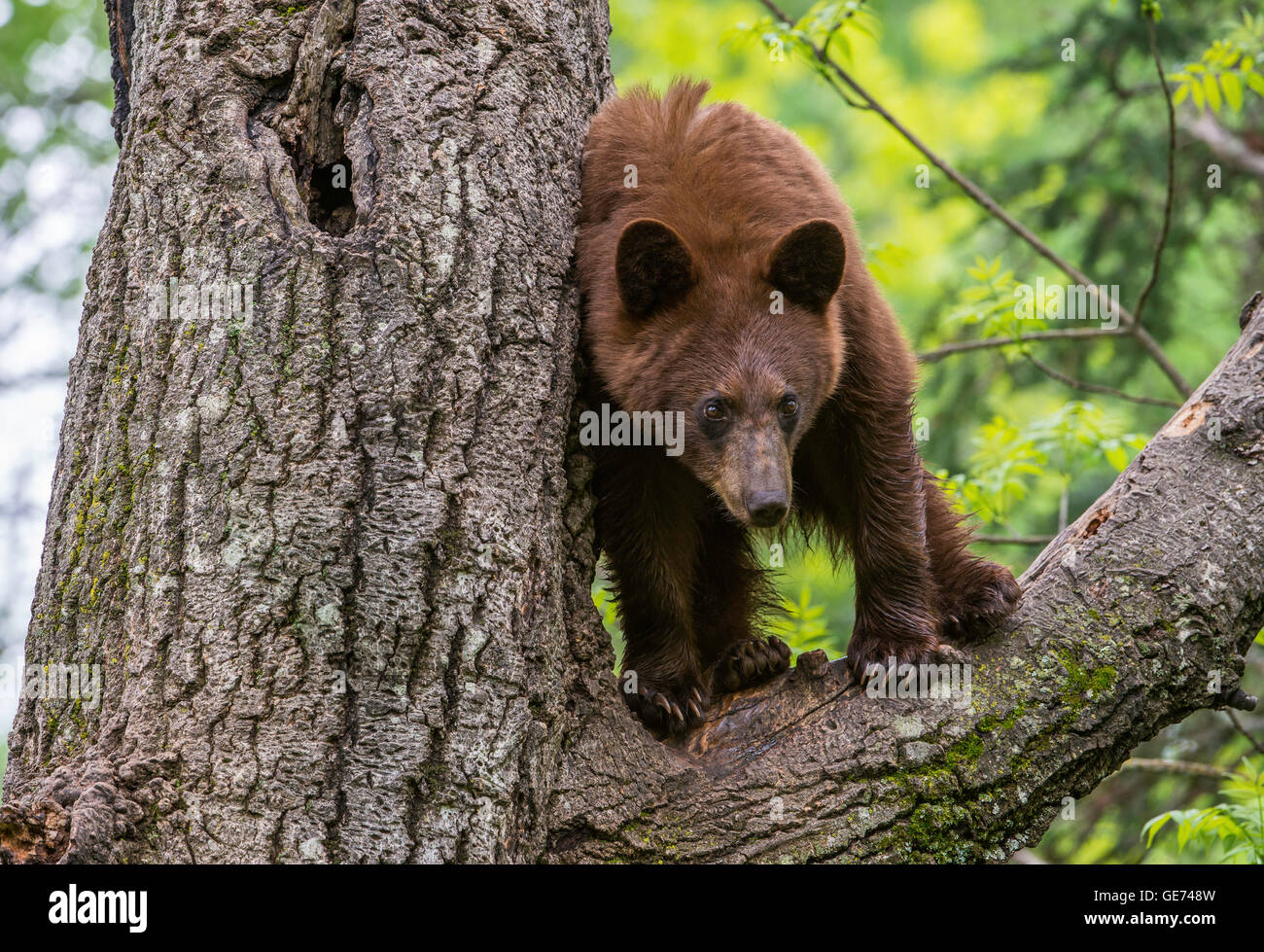 Black bear yearling, cinnamon phase, Urus americanus climbing tree