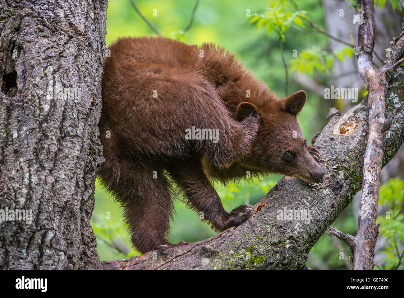 Black bear yearling, cinnamon phase in tree, scratching ear, Urus