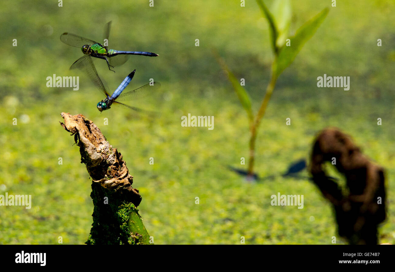 Pondhawk dragonflies in love Stock Photo