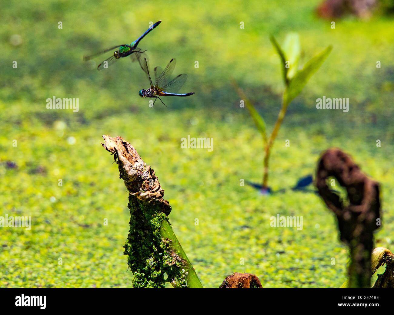 Pond Hawks in love Stock Photo