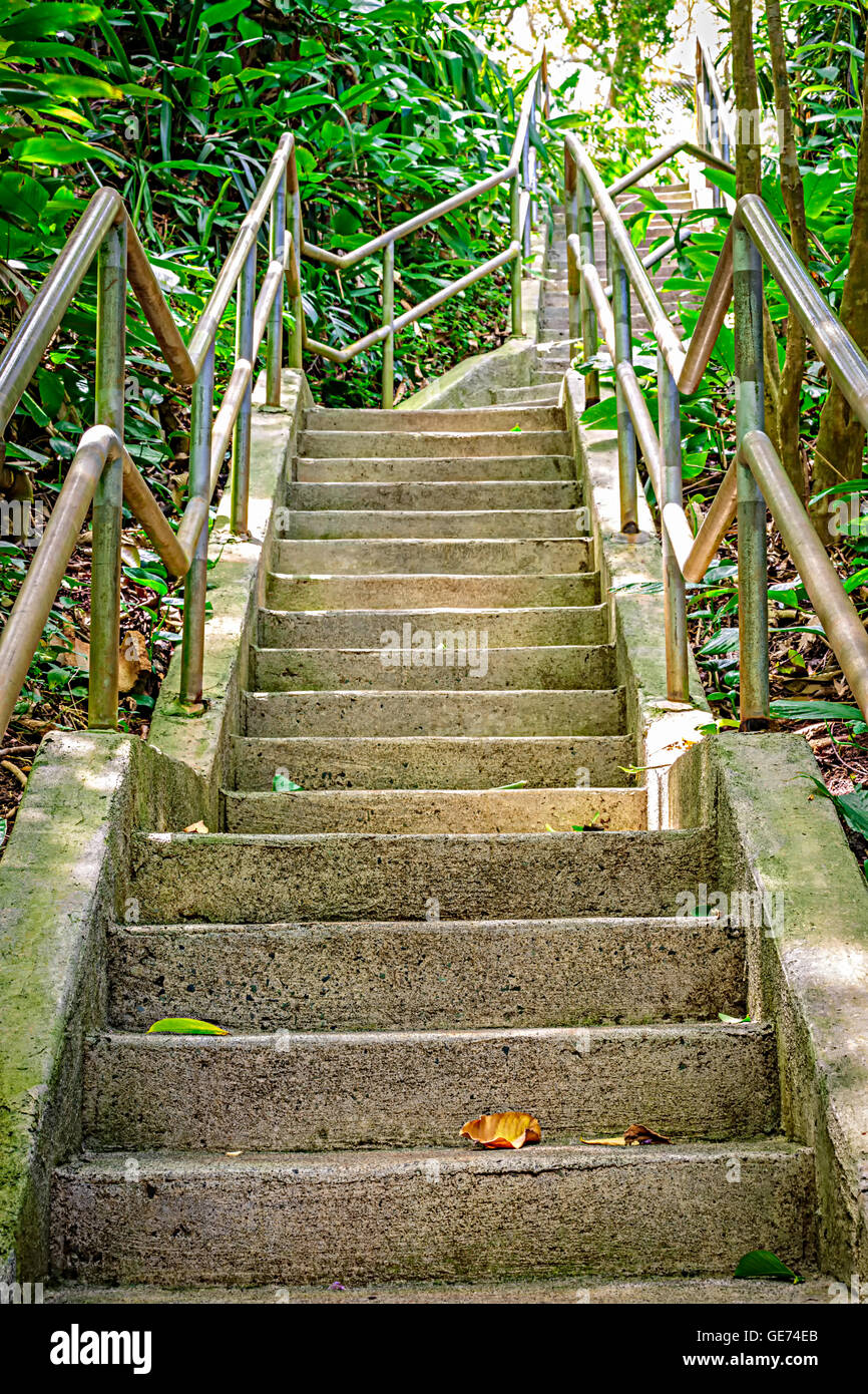 Stairway Through The Lush Jungle Setting Of Wahiawa Botanical