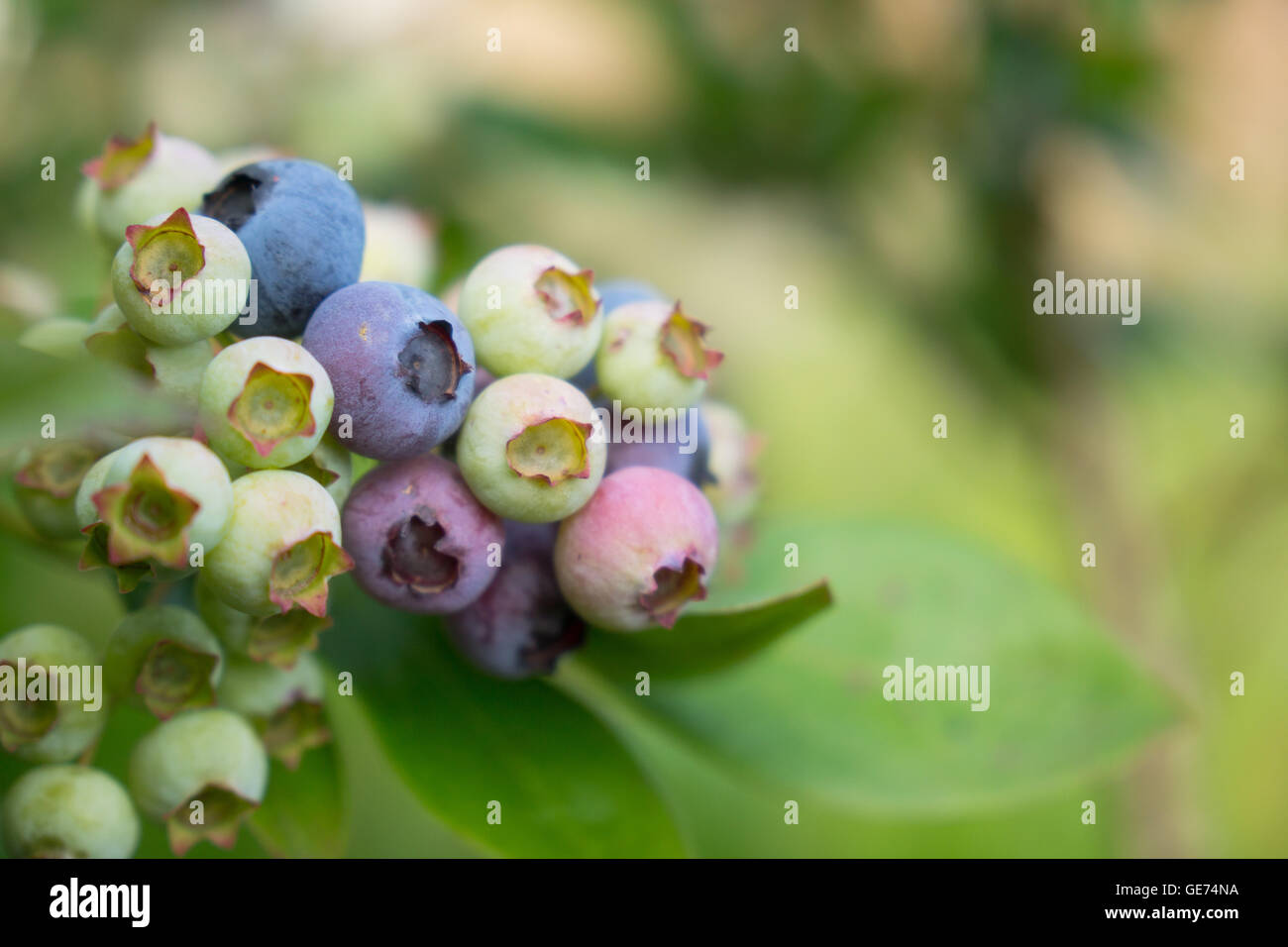 Blueberry bush hires stock photography and images Alamy