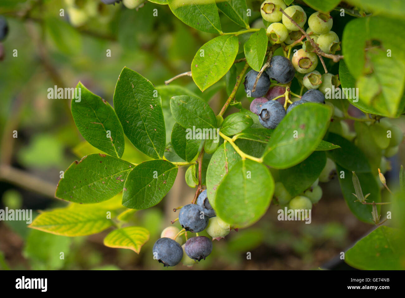 Ripening blueberries on an organic blueberry bush Stock Photo Alamy
