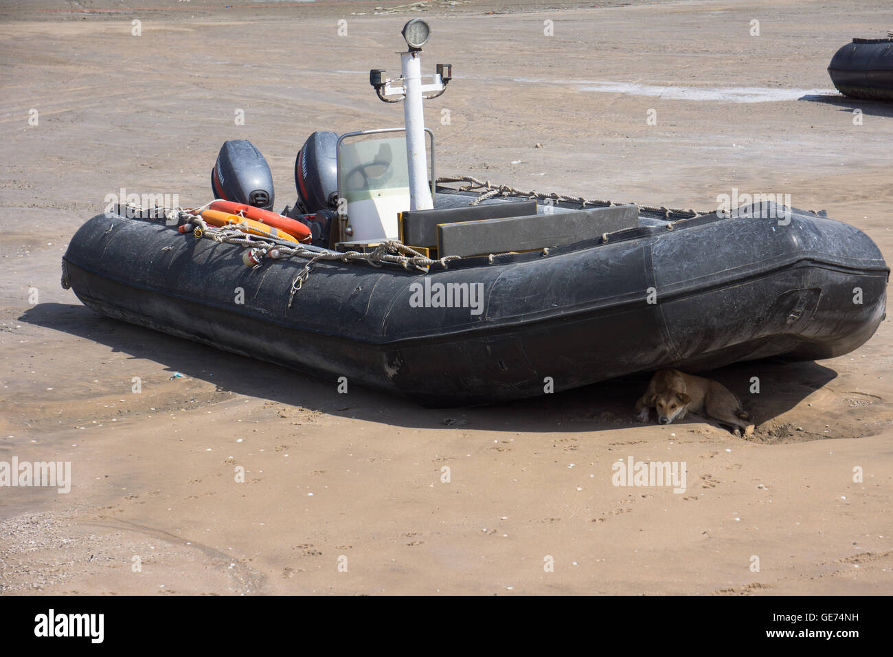 A dog finding shade from the heat. Stock Photo