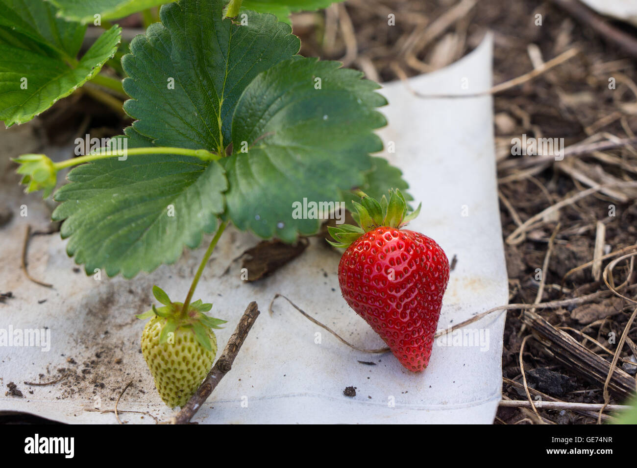 Choose mulch for strawberries. Mulching strawberries with sawdust, straw, needles or cover material Choose mulch for strawberries. Mulching strawberries with sawdust, straw, needles or cover material