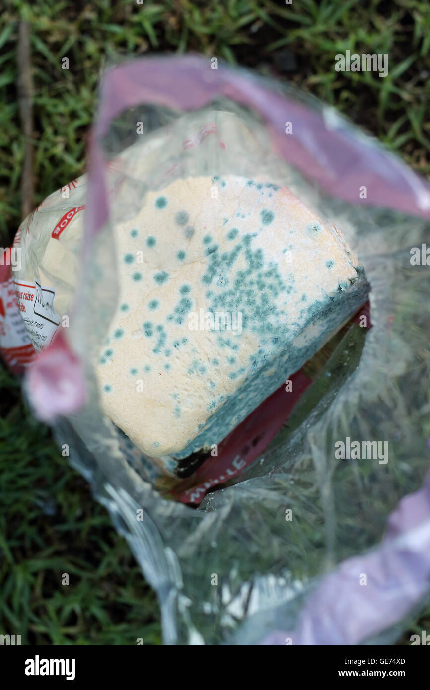 Moldy white bread Stock Photo Alamy