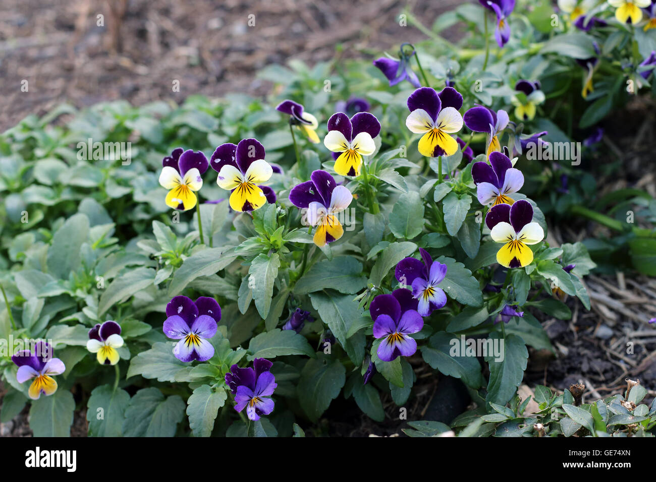 Viola tricolor, or Viola cornuta or also known as Viola Johnny Jump Up an edible flower used in salad. Stock Photo