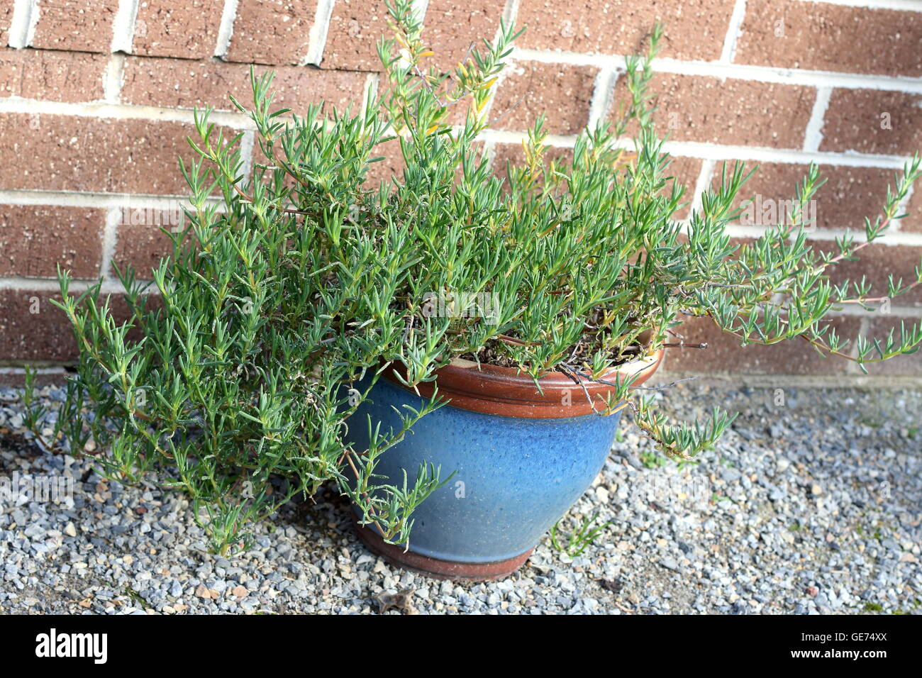 Growing Mesembryanthemum in a pot Stock Photo