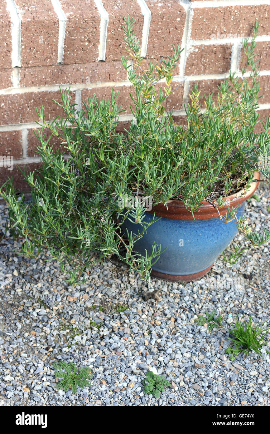 Growing Mesembryanthemum in a pot Stock Photo