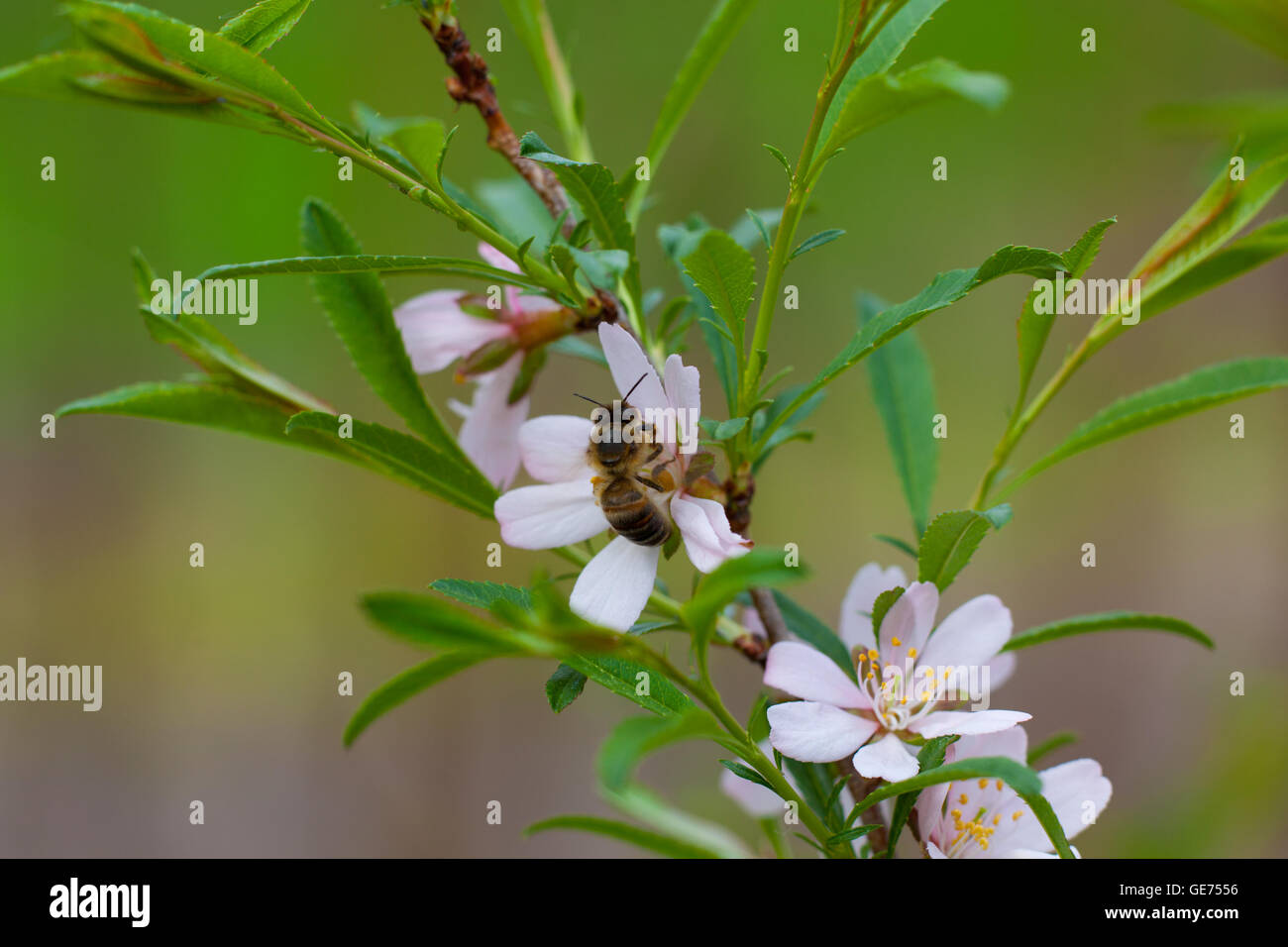 Bee is pollination appletree Stock Photo Alamy